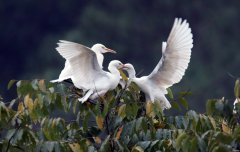 白鹭嘻戏（摄影作品）