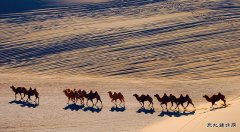 沙漠之舟（摄影作品）