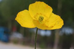 别致（摄影作品）