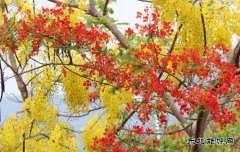 满树红花金相伴（组图）