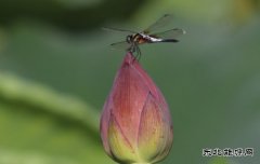 小荷才露尖尖角(摄影作品)