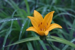 野百合也有春天（摄影组图）