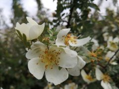 雨后花开（摄影作品）