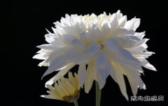 天竺牡丹（组照）