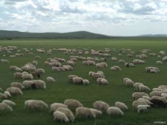 牛羊满山坡（摄影作品）