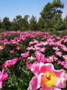 初夏的花/xiezuozazhi/2025/1122/＃ㄉ阌白髌罚