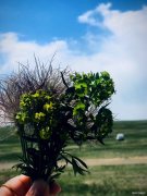 落花芳草无寻处（摄影作品）