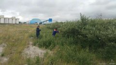 一片沙棘林  一条防风带