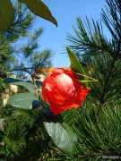 秋香（摄影作品）