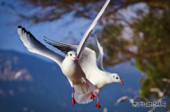 舞动的精灵-红嘴海鸥（摄影组照）