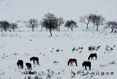马踏雪地（摄影作品）