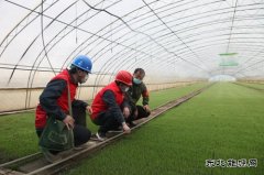 兴凯湖电业公司：迎风雪黑夜抢修保春耕 感动客户赠锦旗频点赞