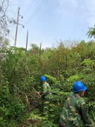 江西婺源：排隐患 除树障