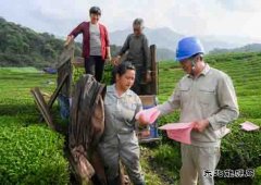 婺源供电：夏茶采摘正忙时 服务用电进茶园