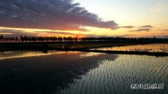 国网黑龙江兴凯湖电业公司：党建引领助推垦区春耕春播完美收官