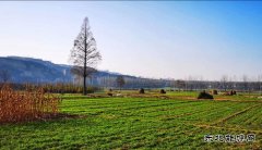 老家的那棵水杉树