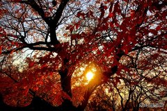 秋日（摄影作品）