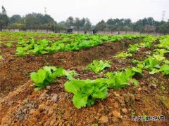 蒲白铁运公司：小小“责任田”，益阳项目部也有“南泥湾”