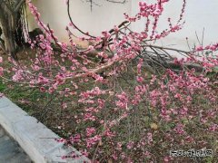 完美体育的故事