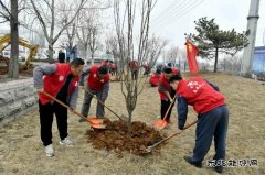 潞安焦化：开展“学党史、植绿树，为团旗添彩”志愿活动