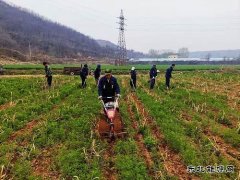 蒲白朱家河煤矿新完美体育产业中心：生态农业承包记