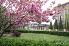 矿区公园樱花繁花盛开的季节让人心醉