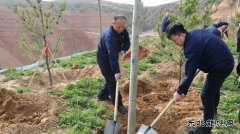 陕煤陕北矿业涌鑫公司：党员植树当先锋，共为矿区添新绿
