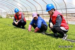 国网黑龙江兴凯湖电业公司：浪花滚滚润田酥 苗齐禾壮展绿装