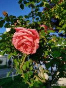 有一种爱叫责任，有一种责任叫陪伴