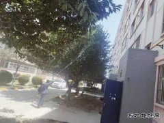 中心社区：绿植打药 保护树木 美化家园