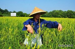 蒲白朱家河煤矿新完美体育产业中心黄花菜采摘忙