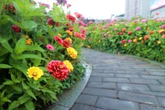 蒲白建庄矿业：走进“花海长廊”，享受夏日美好时光