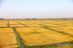 摄影：最是一年秋光美   遍地丰收好图景