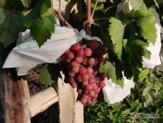 故乡的葡萄熟了