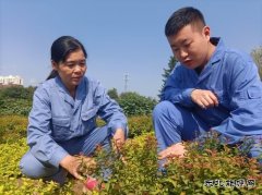 用热爱撑起一片绿荫——记甲帮苗木花卉公司关红、林达师徒