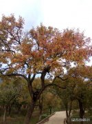 深秋--不伤春悲秋