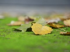 摄影：唯美之秋