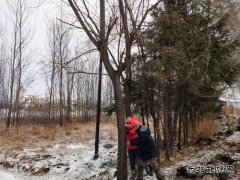 宝泉岭供电公司：齐心协力战冰雪 热血融冰映初心