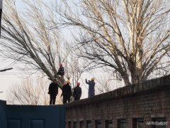 蒲白马南社区：枯树除隐患  春来发新枝