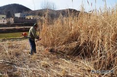 蒲白朱家河新完美体育产业中心顺利完成太空芦竹销售合同任务