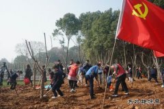 马钢矿业：校企联合开展学雷锋志愿者植树活动