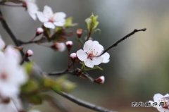 摄影：恰逢春景最美时