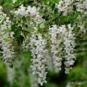 故乡的槐花开了