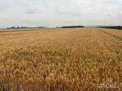 故乡的麦子熟了