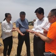 陕煤蒲白矿业：农光互补  “麦”向丰收