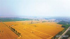 渤海钻探钻井四公司冀中市场40542钻井队员工正在强60-15X井加紧