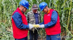 国网九三供电分公司：秋粮生产供电有保障