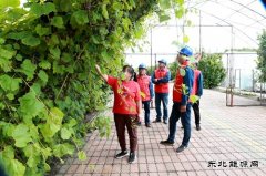 国网兴凯湖供电公司：供电有保障 葡萄甜又香