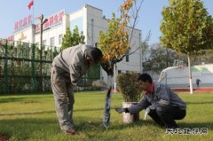 潞安焦化：树木穿“新衣”防冻防虫保过冬