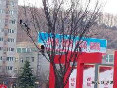 蒲白建庄矿业：喜鹊报喜春来到